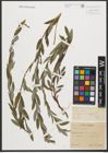 Foto von Salix repens L.